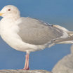 Glaucous-winged Gull